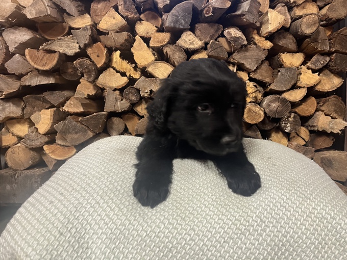 Golden Retriever / Collie