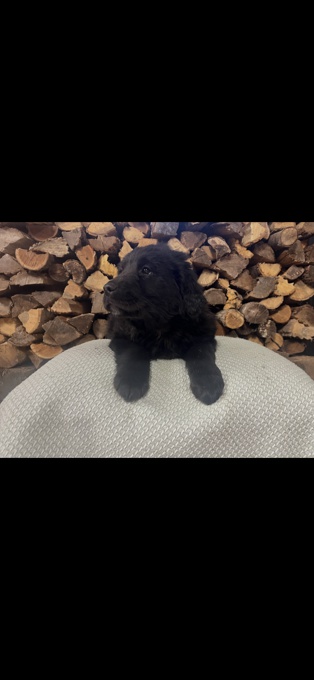 Golden Retriever / Collie