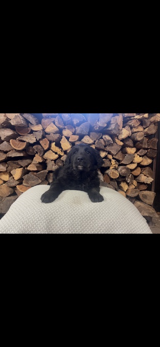 Golden Retriever / Collie