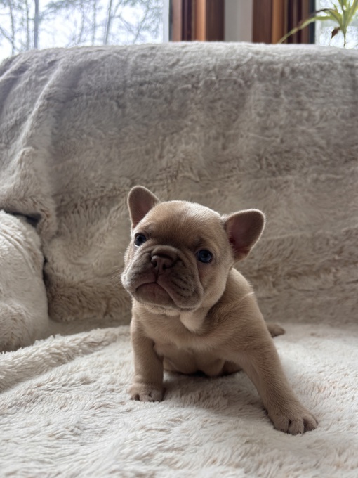 French Bulldogs