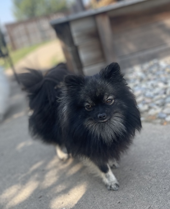 Pomeranian