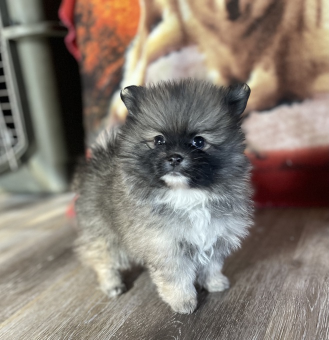 Pomeranian