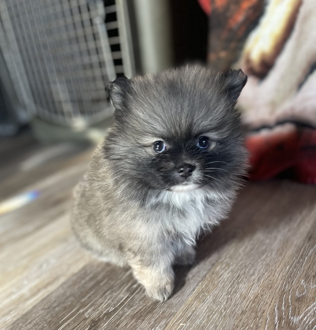 Pomeranian