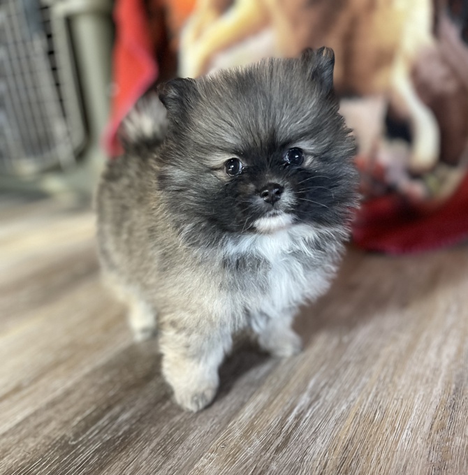 Pomeranian