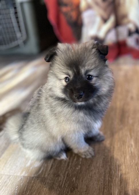 Pomsky