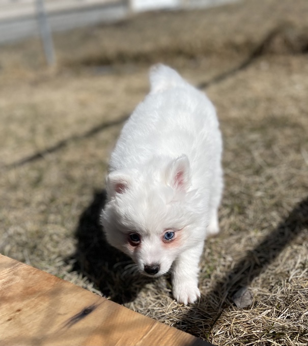 Pomsky