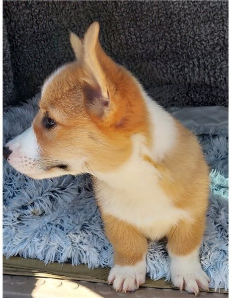 corgi