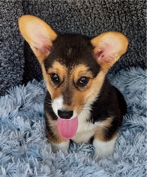 corgi