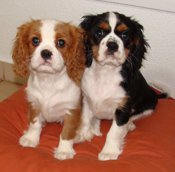 Cavalier King Charles Spaniel