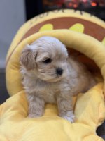 Maltipoo