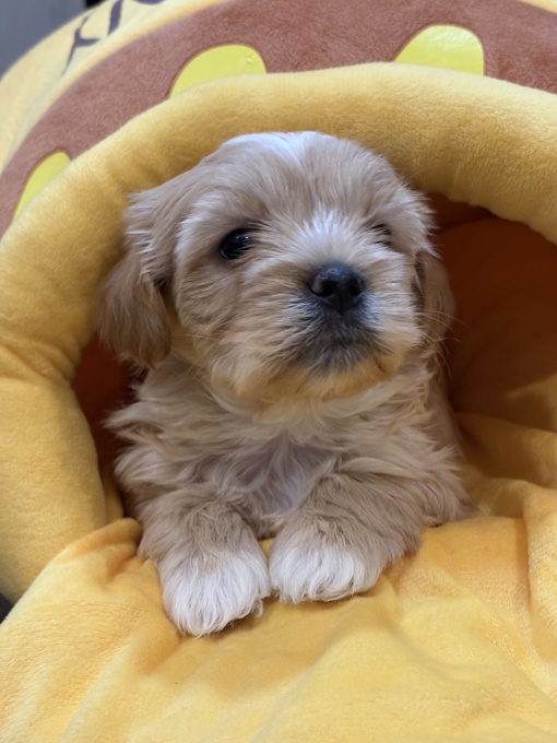 Maltipoo