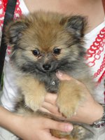 Pomeranian