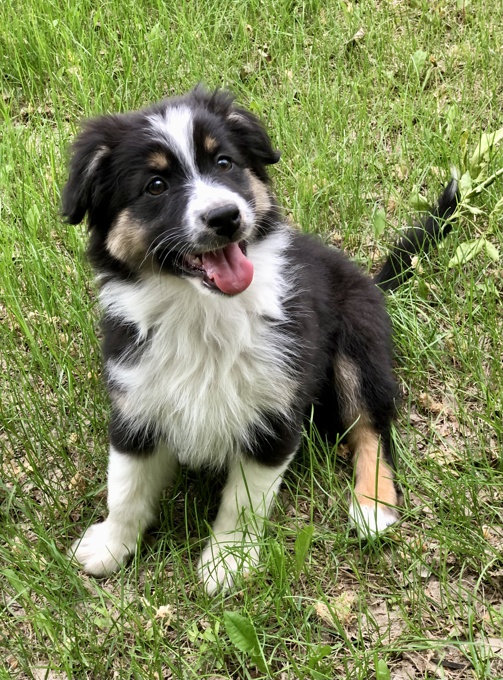 Australian Shepherd