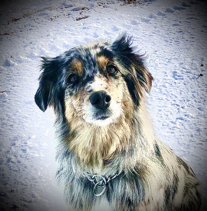 Australian Shepherd