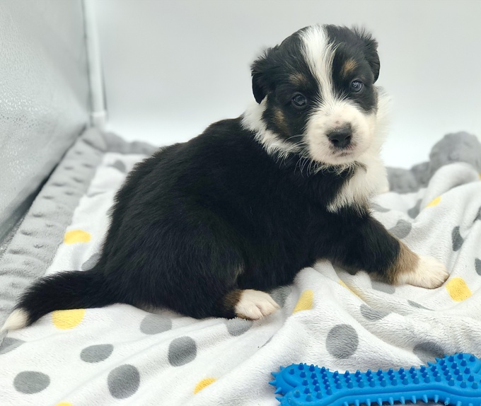 Australian Shepherd