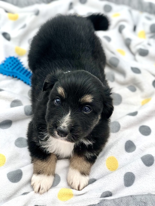 Australian Shepherd