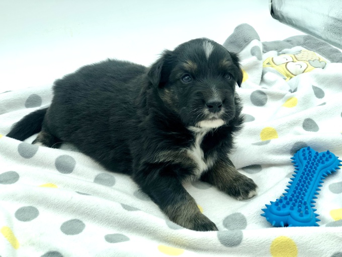 Australian Shepherd