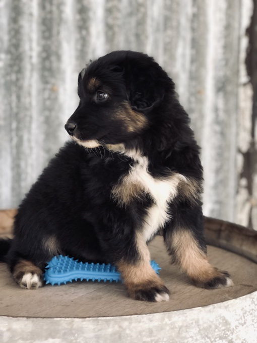 Australian Shepherd
