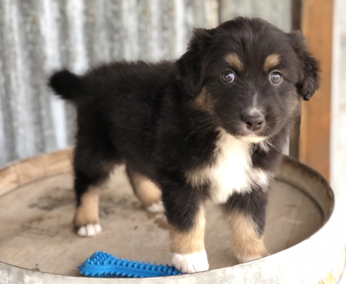 Australian Shepherd
