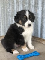 Australian Shepherd