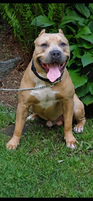 American bully