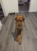 Rhodesian ridgeback