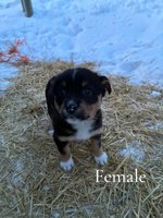 Border collie x blue heeler