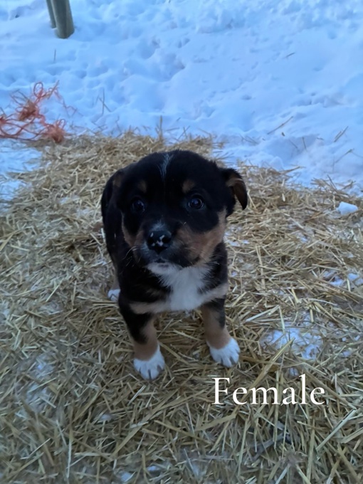 Border collie x blue heeler