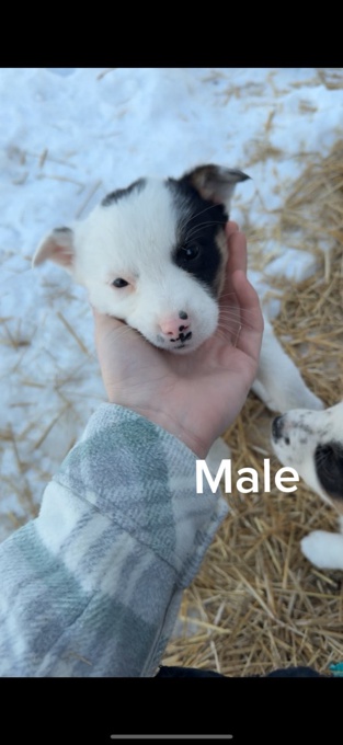 Border collie x blue heeler