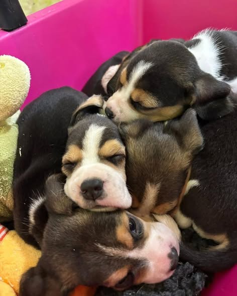 beagle puppies