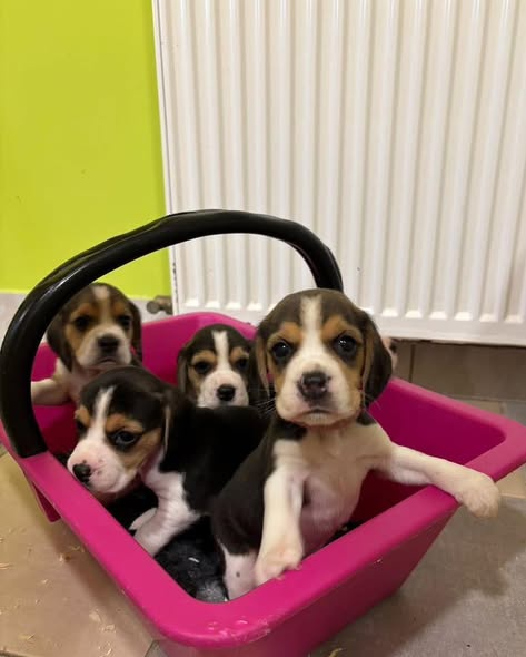 beagle puppies
