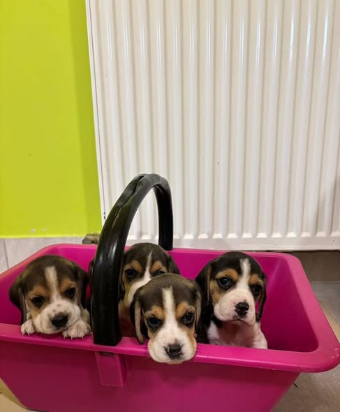 beagle puppies