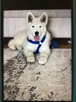 Samoyed