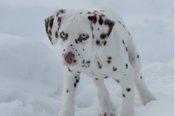 Dalmatian