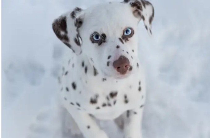 Dalmatian