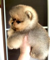 Pomeranian