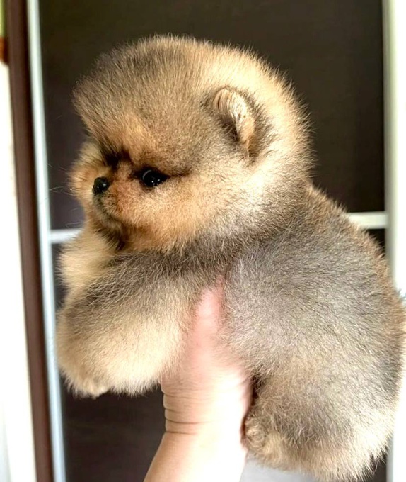 Pomeranian