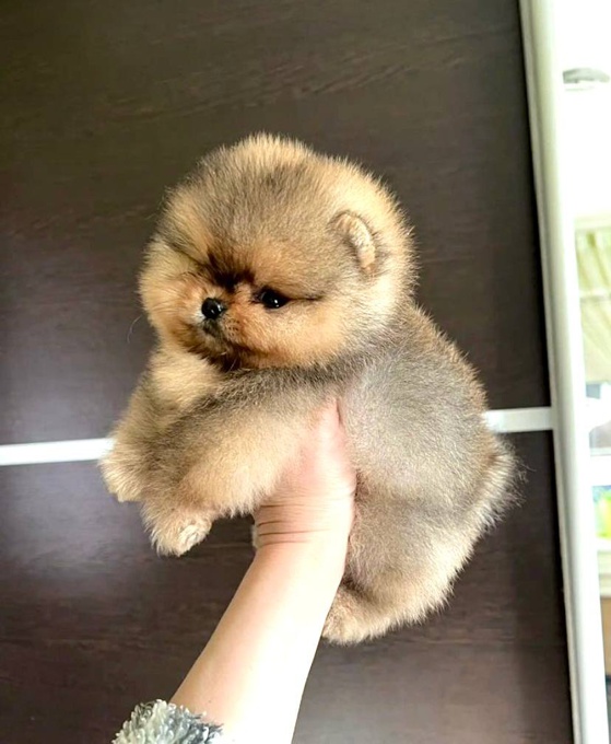Pomeranian