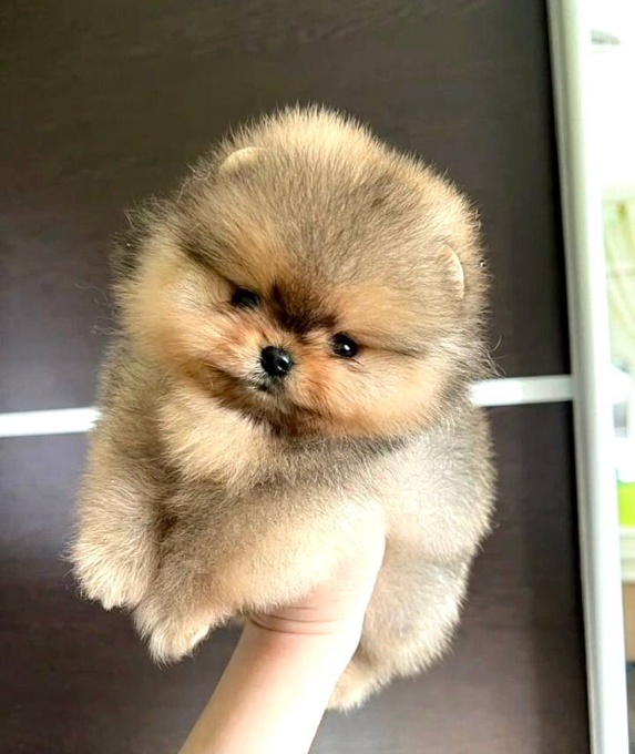 Pomeranian