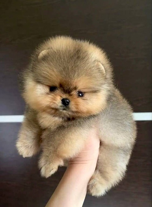 Pomeranian
