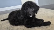 Bernedoodle