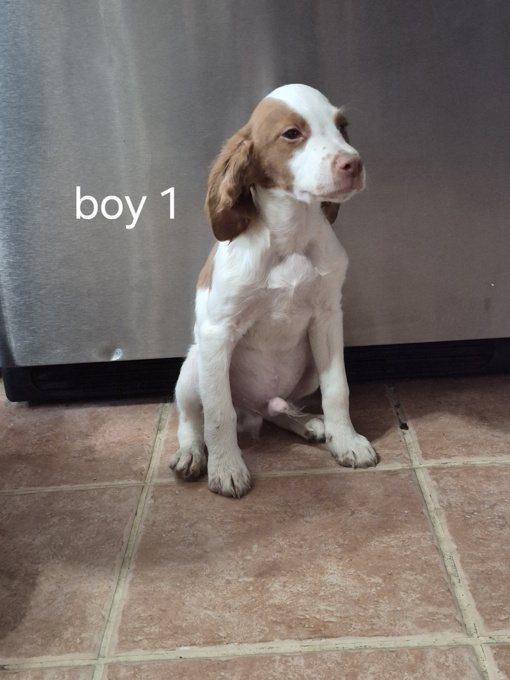 Brittany Spaniel