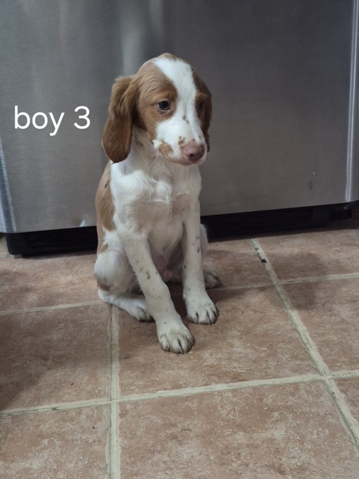Brittany Spaniel