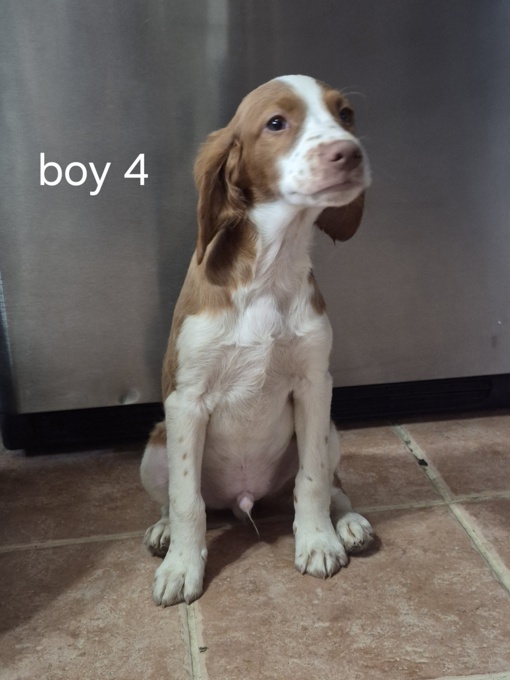 Brittany Spaniel