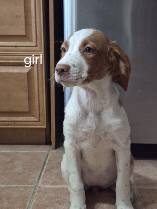 Brittany Spaniel