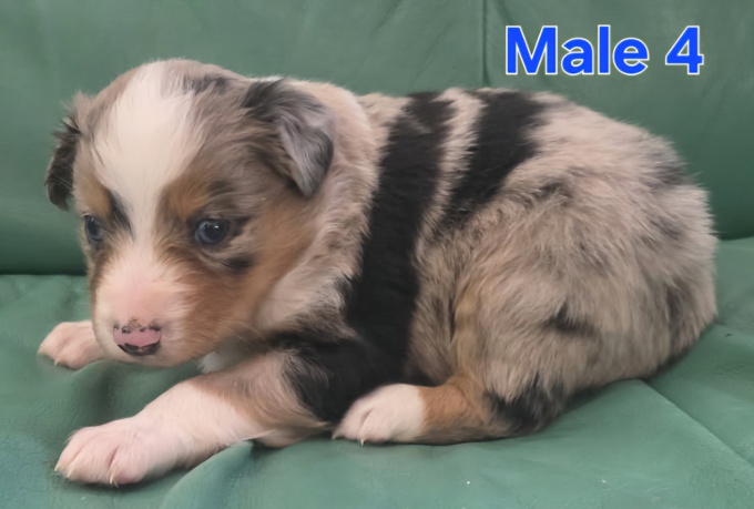 Miniature Australian Shepherd