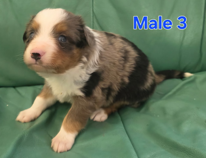 Miniature Australian Shepherd