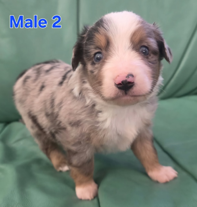 Miniature Australian Shepherd