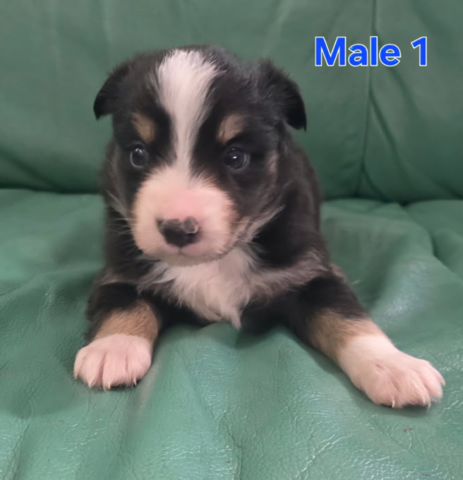 Miniature Australian Shepherd