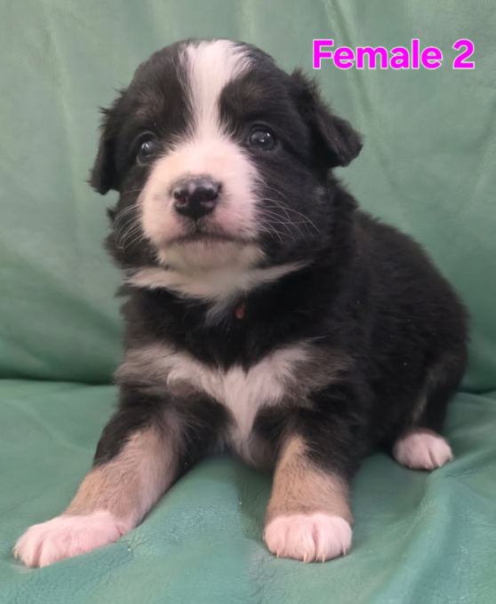 Miniature Australian Shepherd